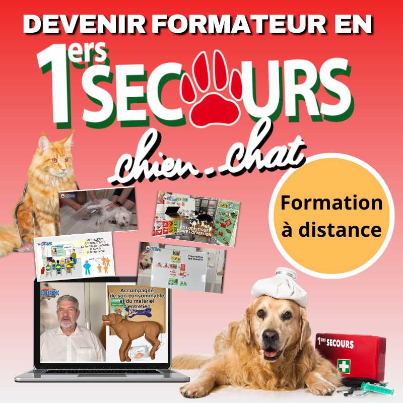 foad formateur premiers secours chien chat